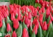 Tulipa First Star (3)